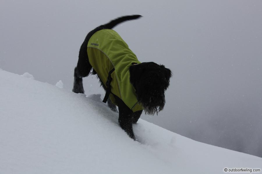 Ruffwear K-9 overcoat