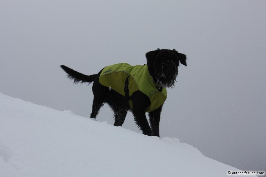 Ruffwear K-9 overcoat