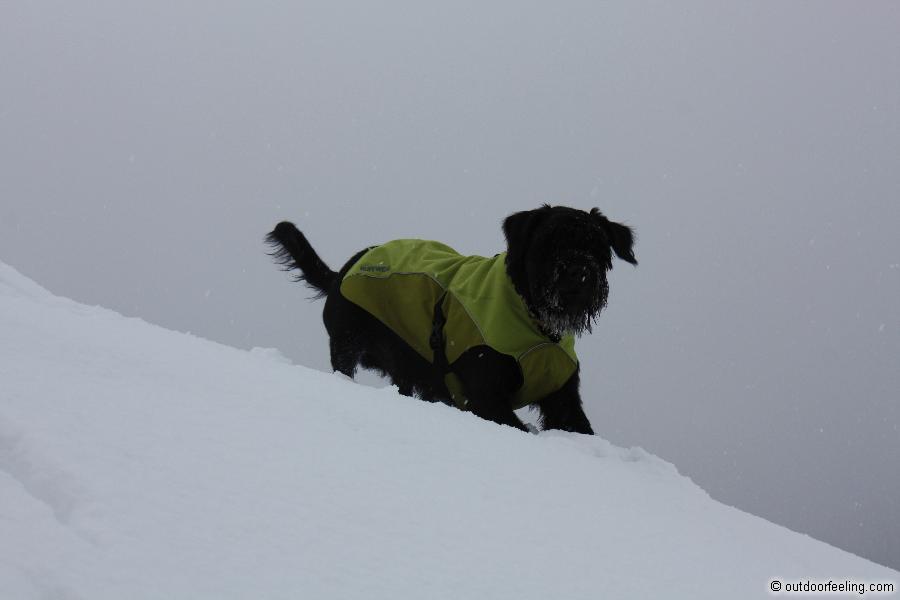 Ruffwear K-9 overcoat